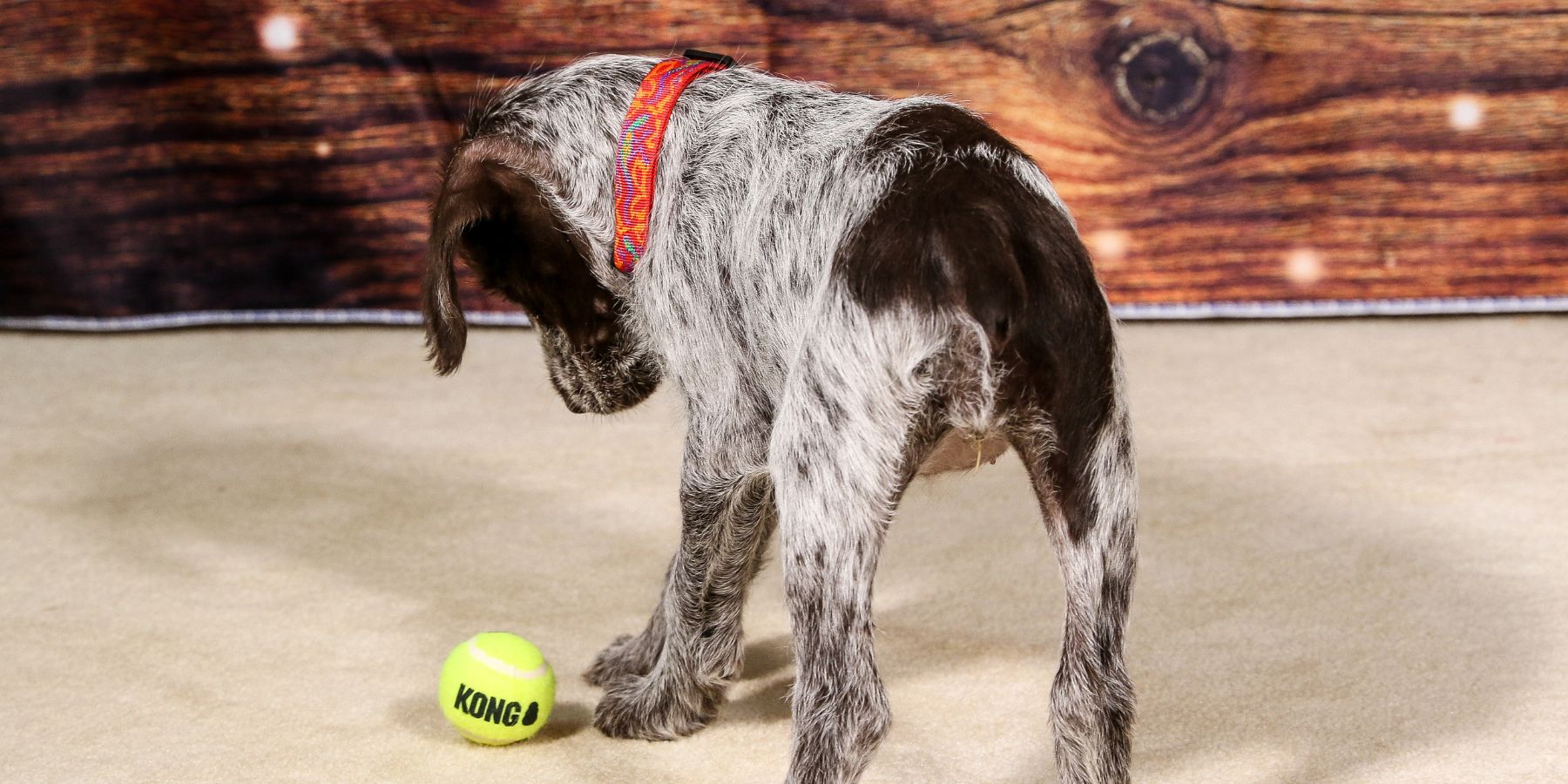 Nurturing a Well-Behaved Pup: A Guide to Early Training